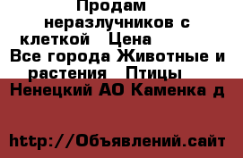 Продам 2 неразлучников с клеткой › Цена ­ 2 500 - Все города Животные и растения » Птицы   . Ненецкий АО,Каменка д.